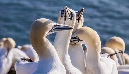 九游网-库里携妻出席体育慈善之夜引关注，库里ua