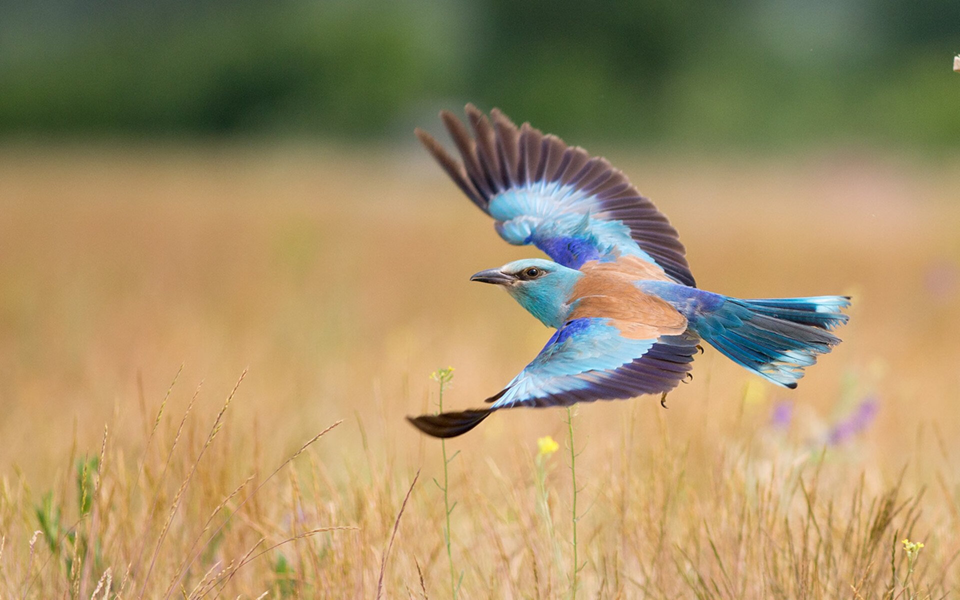 _野生动植物保护跑:运动与环保双赢_,野生动植物保护宣传海报