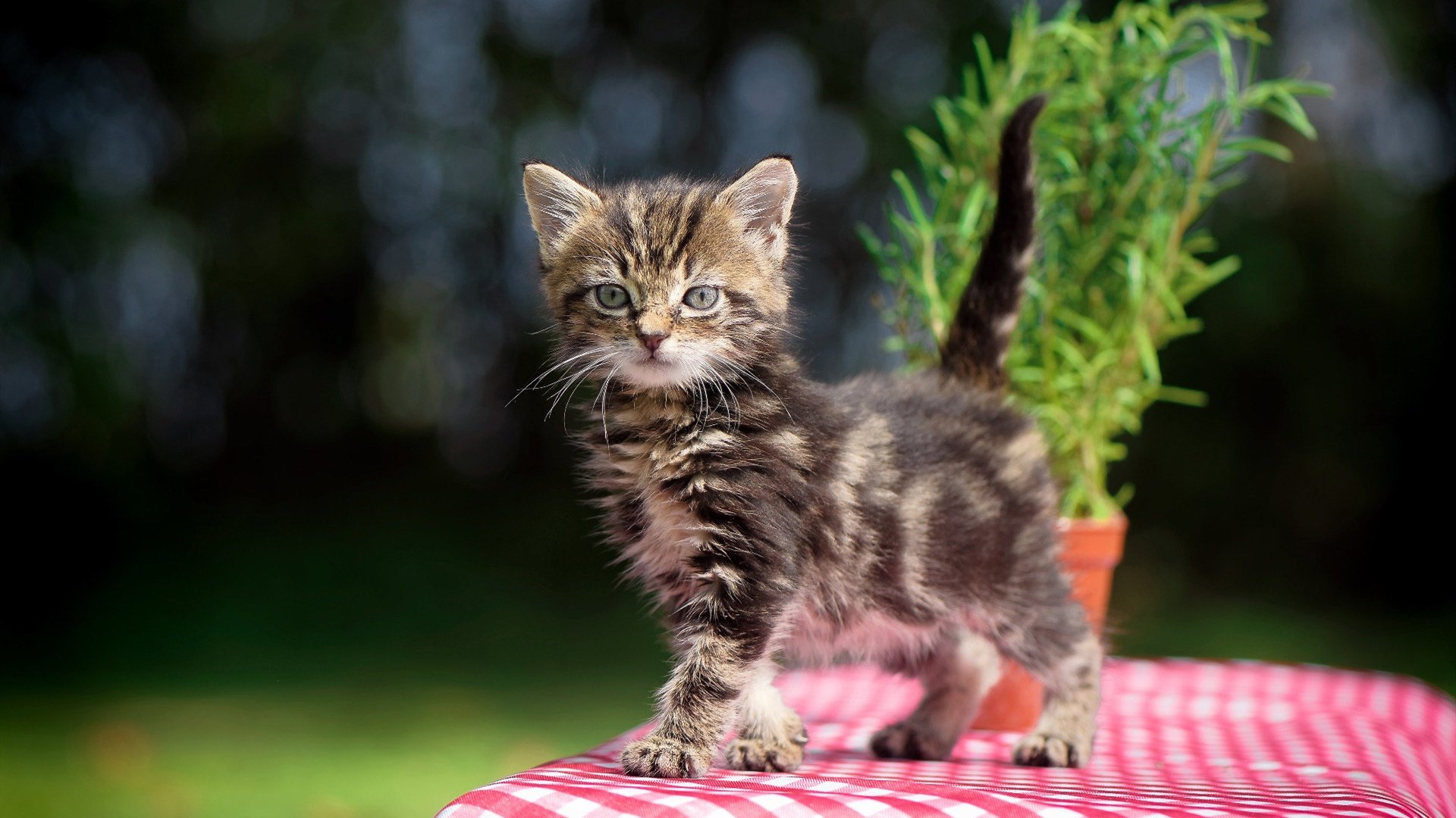 全场焦点:李明的全面表现奠定北京获胜基础,李明资料