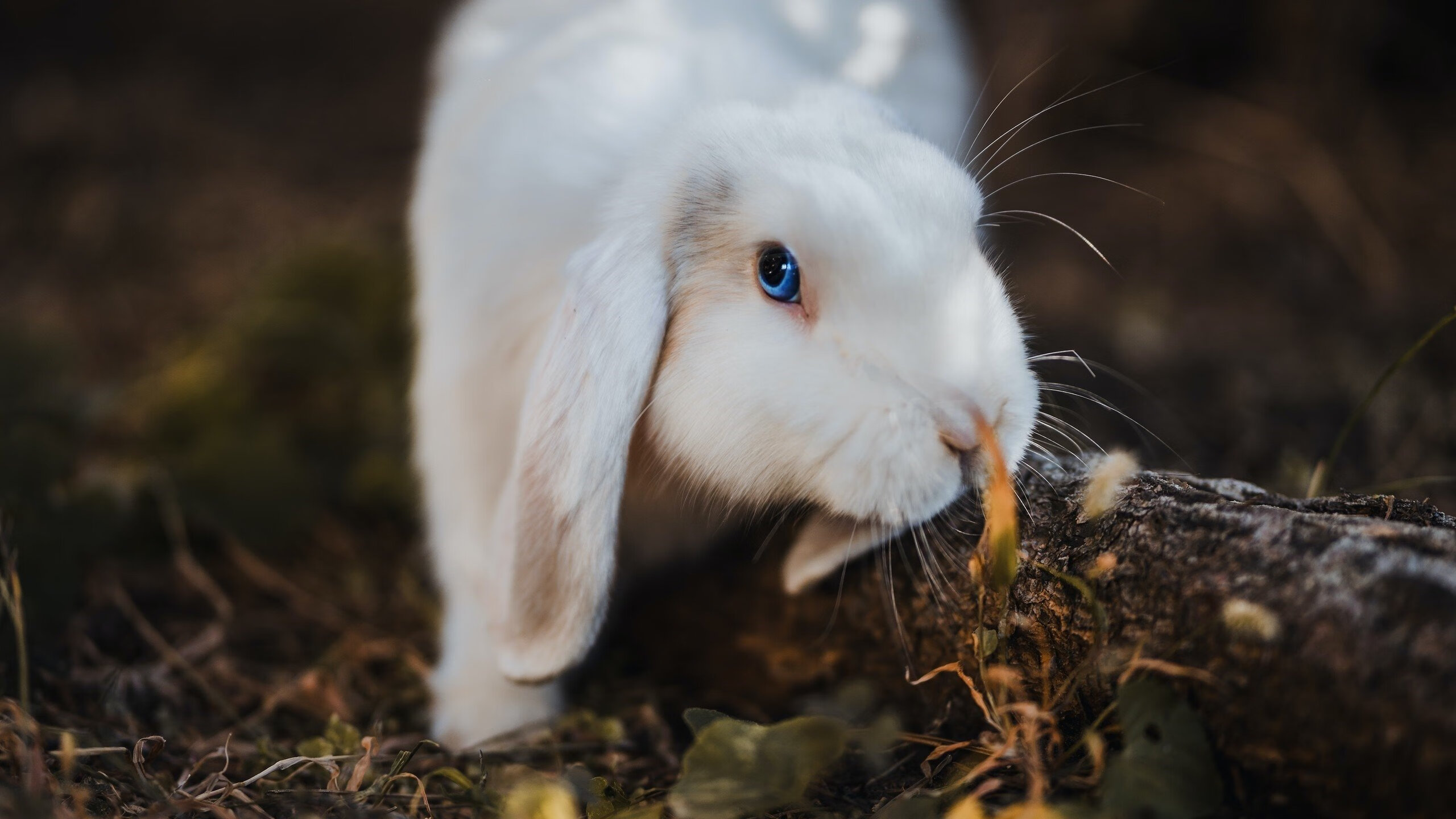 九游游戏中心官网-科比的“曼巴精神”激励全球年轻一代！，科比的曼巴精神是什么意思