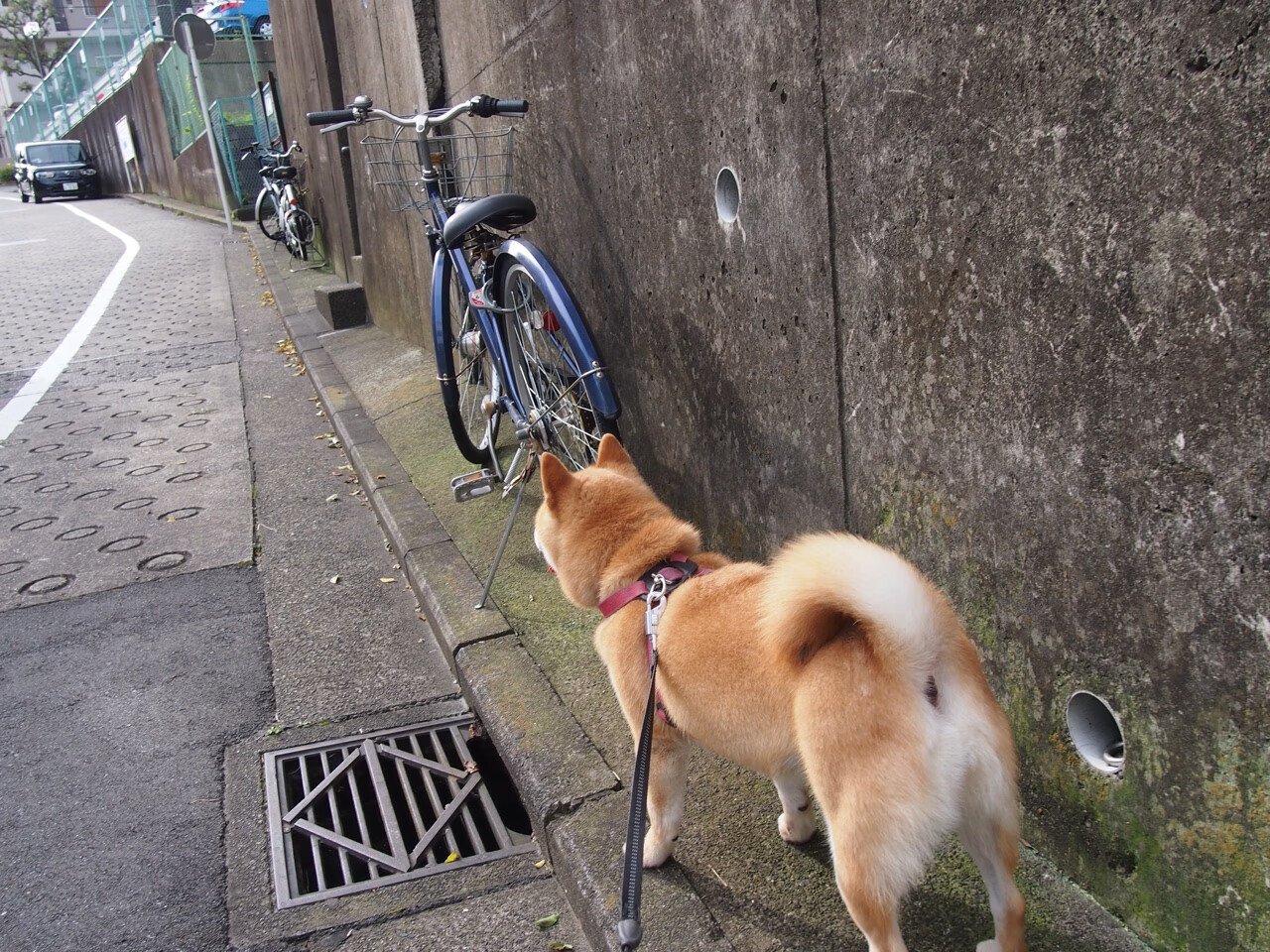 FaZe推出英雄联盟赛事观战节目,英雄联盟观战2021