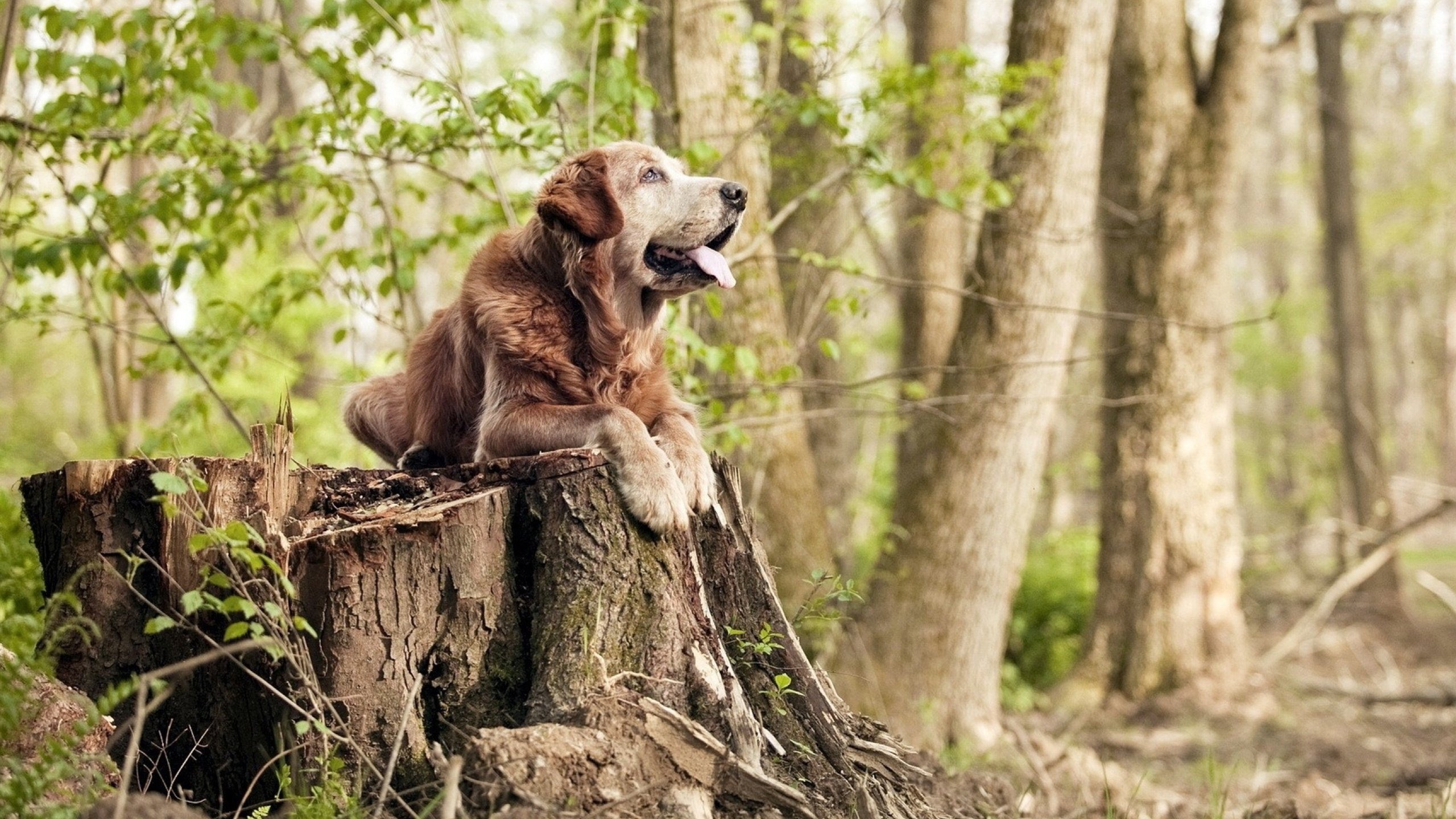 JIUYOU GAMING-山东队争夺主场胜利，战胜上海队，山东对阵