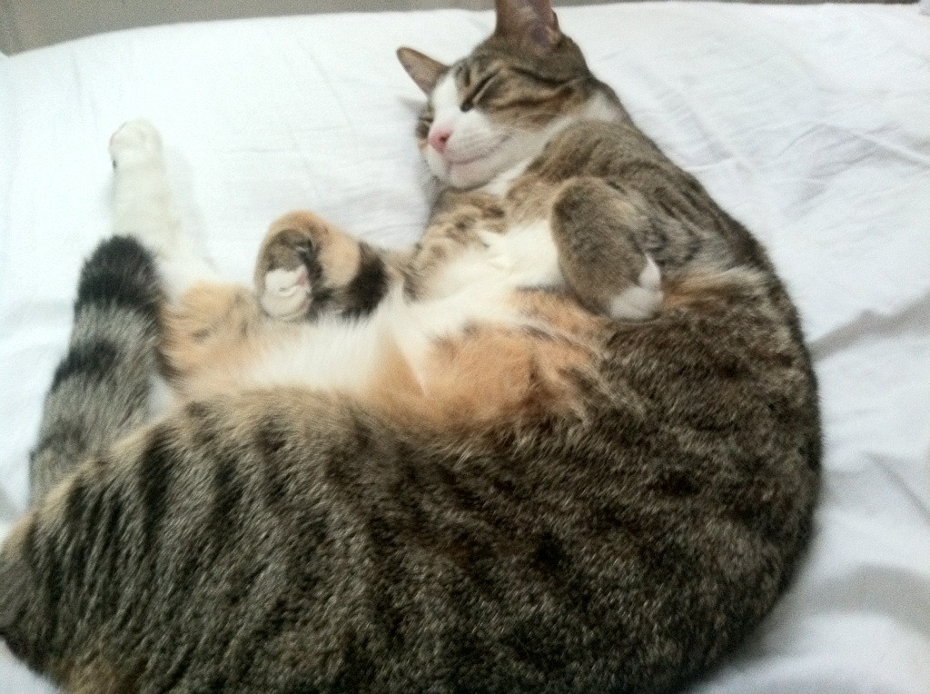 战术高明奇招频现,球员实力暴露无遗,战术高手印花