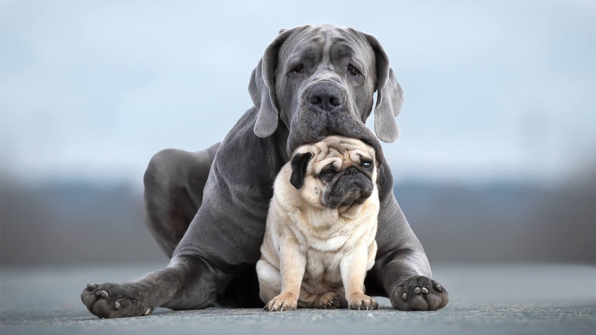 九游官网下载电脑版-河北华夏幸福门将出色扑救，帮助球队逃过一劫，河北华夏幸福守门员是谁