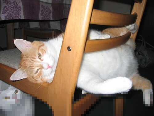 九游登录中心-沙尔克队指望主场优势，力争击败对手，沙尔克近况