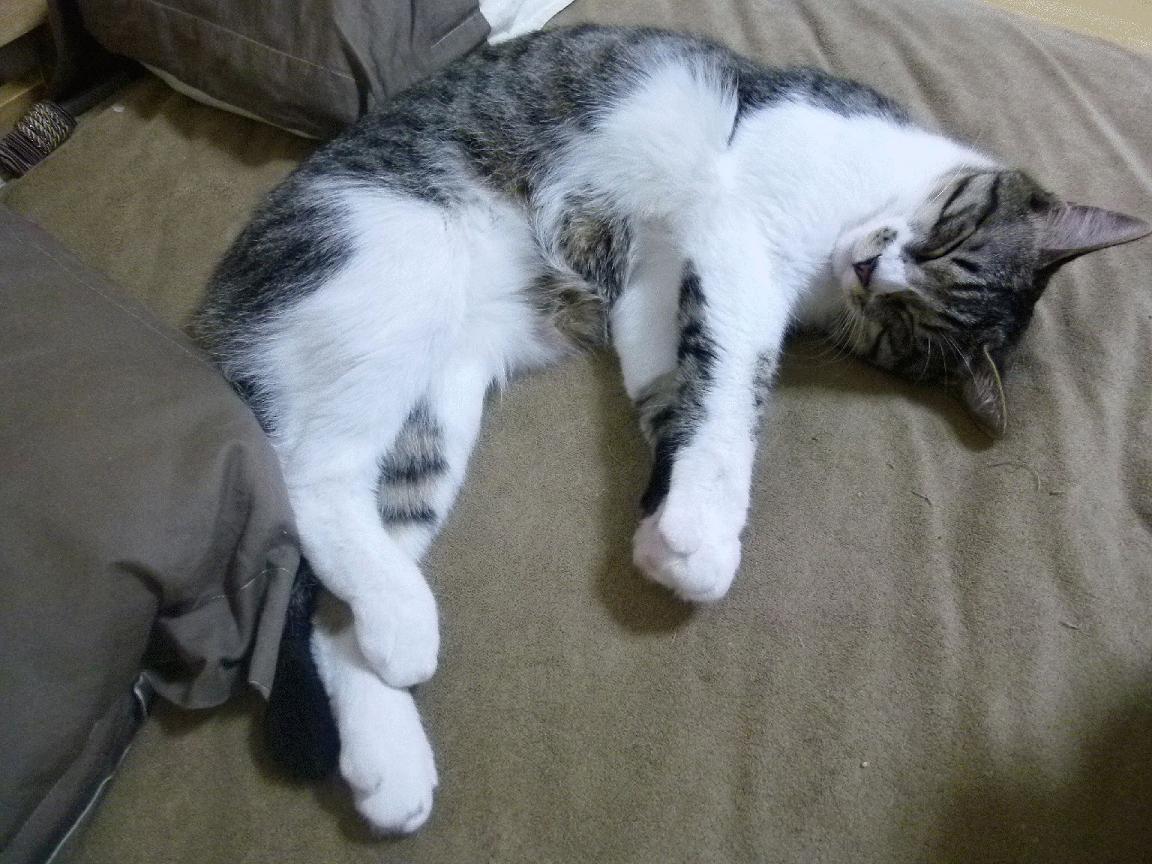 那不勒斯击败帕尔马，重新找回胜利感，那不勒斯战绩