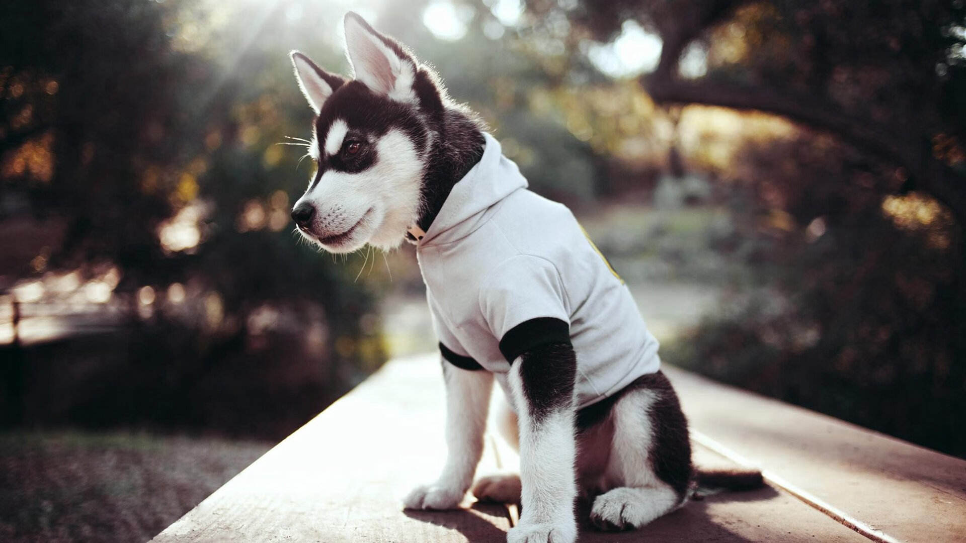 泰国马术协会设立青少年马术奖学金,支持优秀学员发展。,泰国马术俱乐部