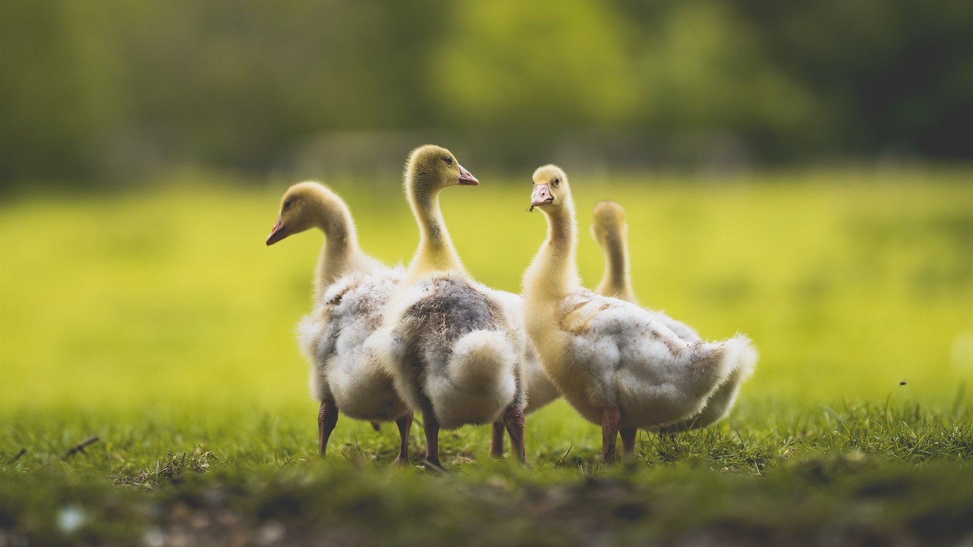 法甲“榜首之战”:巴黎圣日耳曼迎战里尔,争夺领头羊位置