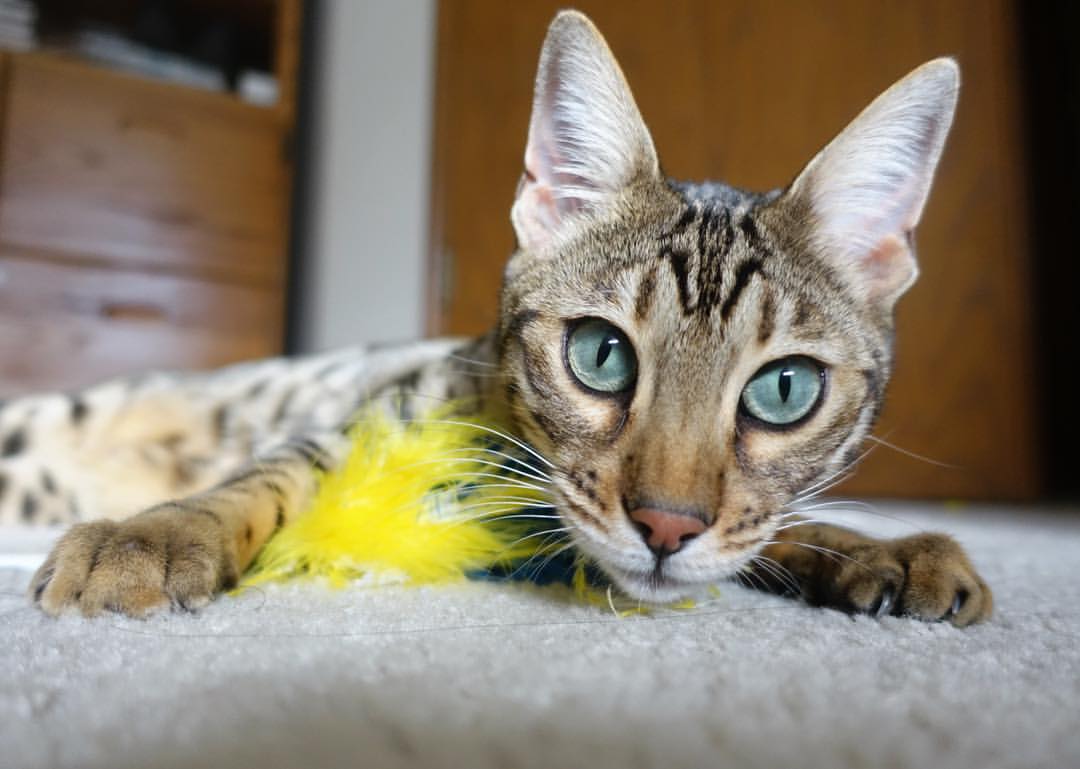 “新加坡游泳池热浪袭来,世界游泳锦标赛赛事精彩纷呈”