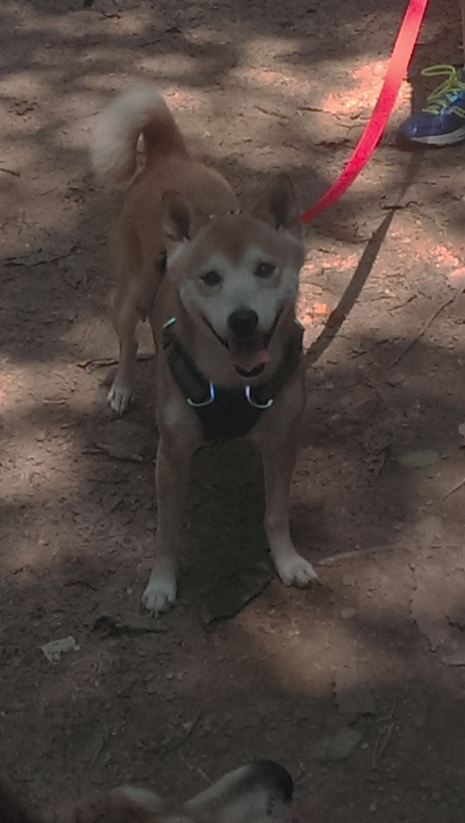 新加坡公开赛圆满落幕,赛事效果令人惊叹,新加坡邀请赛决赛视频