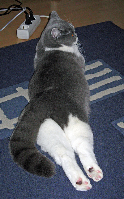 九游sports-节奏分布图对比：中国更精准，美更爆发，节奏对照表