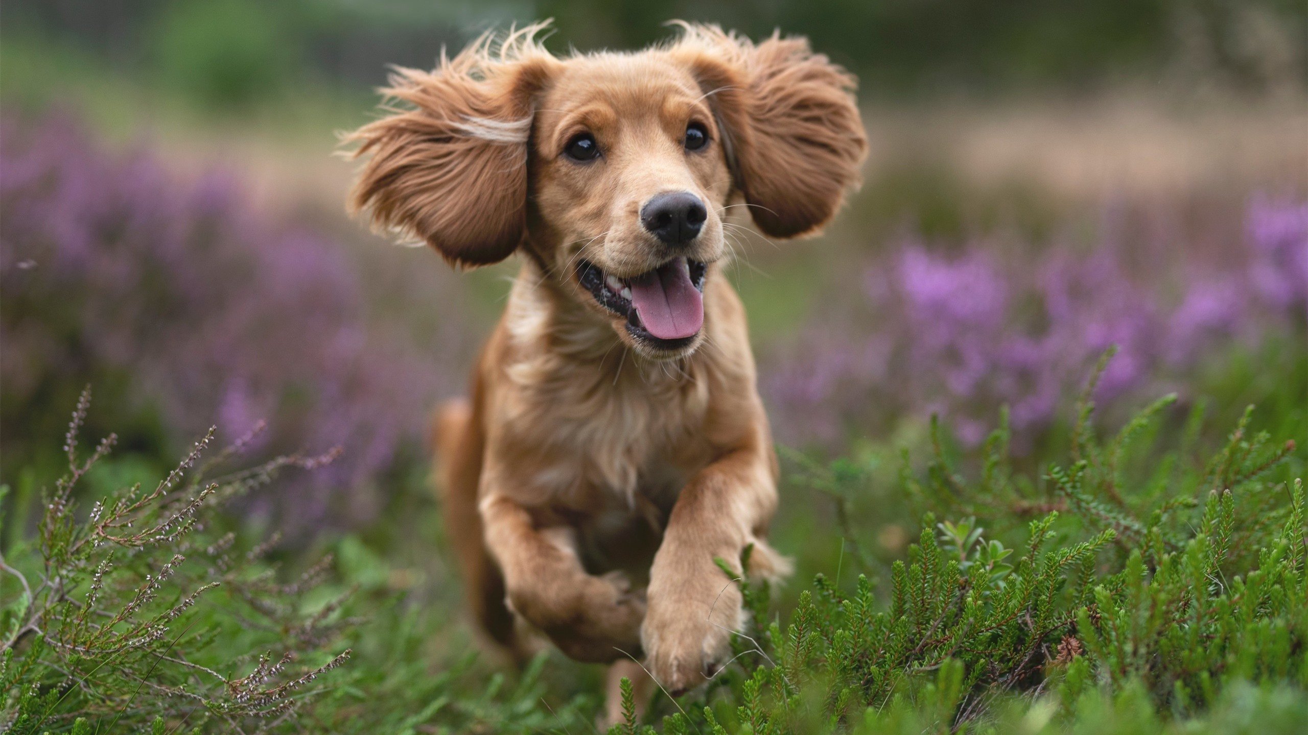 布克赛后称胜利属于全队不是个人，布克总决赛场均得分