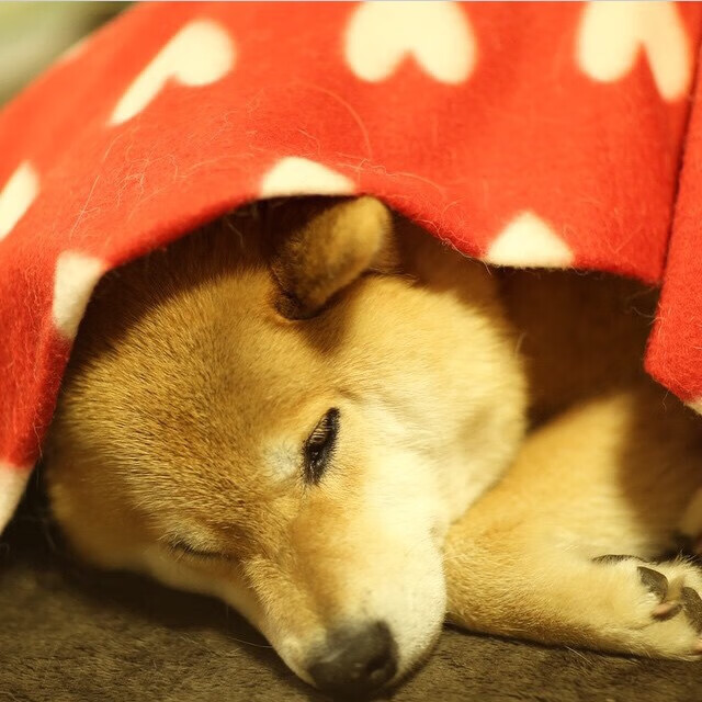 欧洲杯决胜时刻:策略与心态的终极博弈,欧洲杯决赛战术