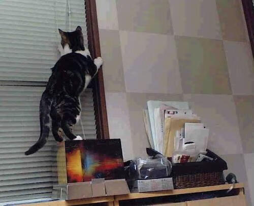 青少年篮球心理素质训练纳入课表推动心智发展与竞技并重,青少年篮球教育